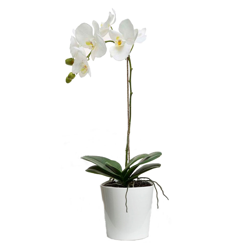 tek-dalli-beyaz-orkide