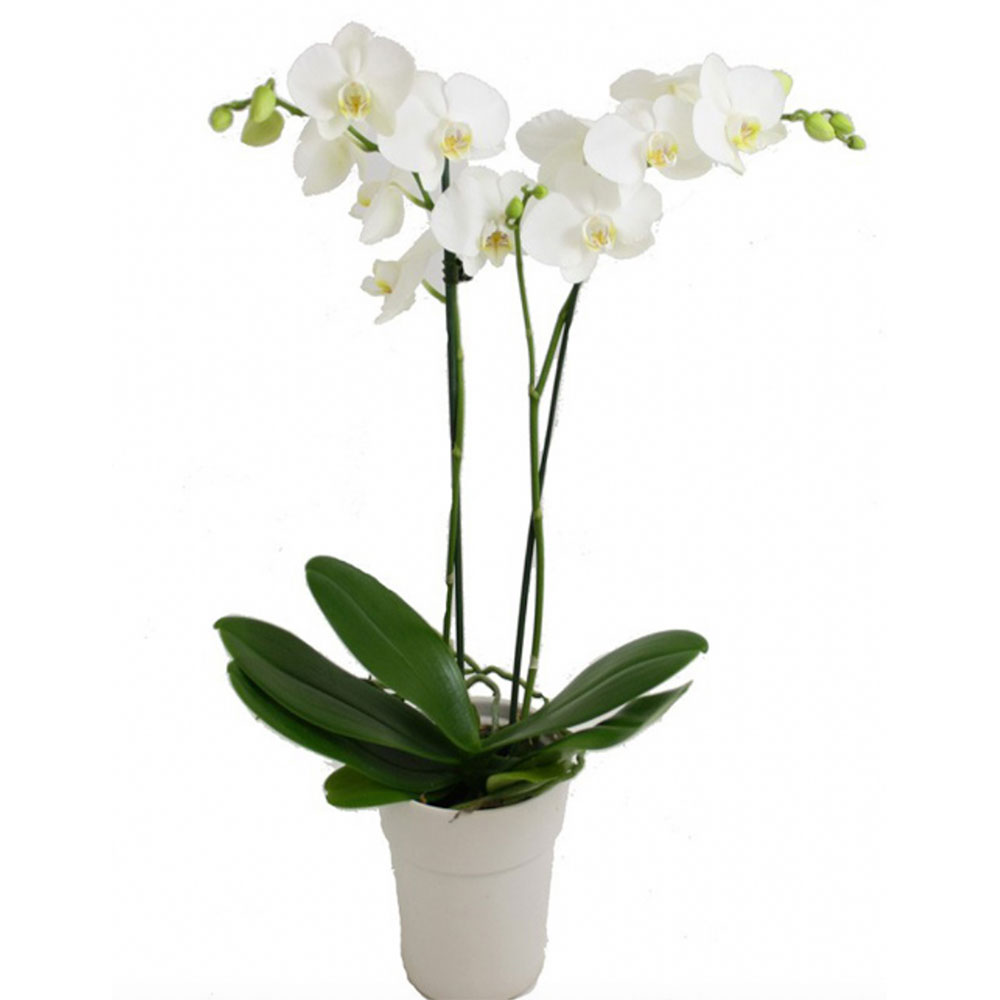 2-dalli-beyaz-orkide