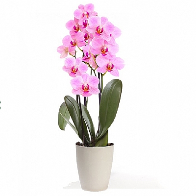 2-dalli-pembe-orkide